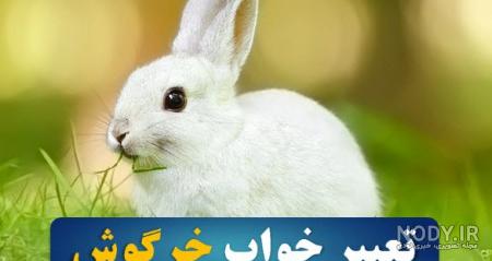 عکس خرگوش عروسکی