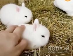 عکس خرگوش های بامزه و خوشگل