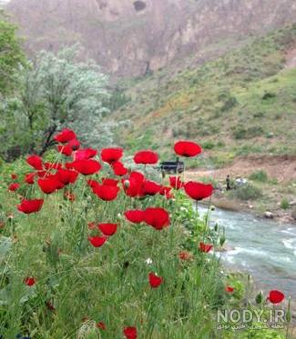 عکس طبیعت روستایی