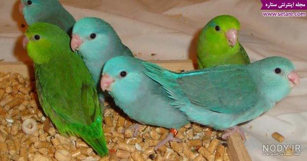 عکس طوطی برزیلی زرد