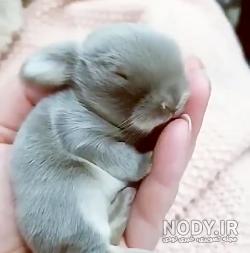 عکس لباس خرگوشی نوزاد عکس لباس خرگوشی نوزاد