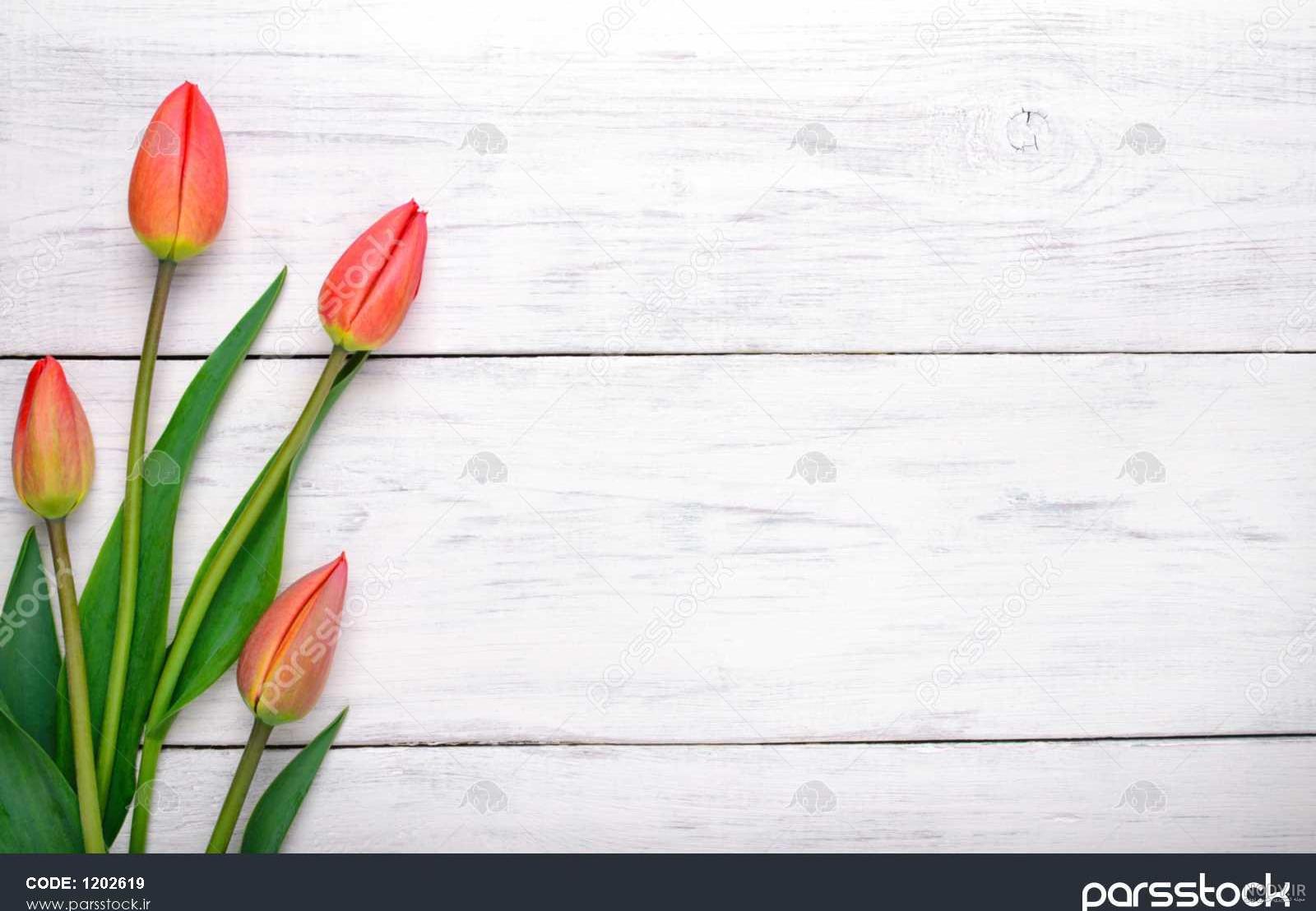 عکس پس زمینه سفید عکس پس زمینه سفید