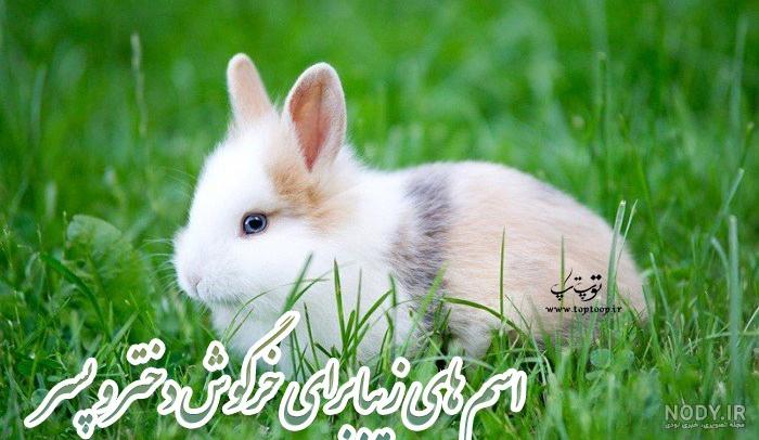 عکسهای خرگوش زیبا عکسهای خرگوش زیبا