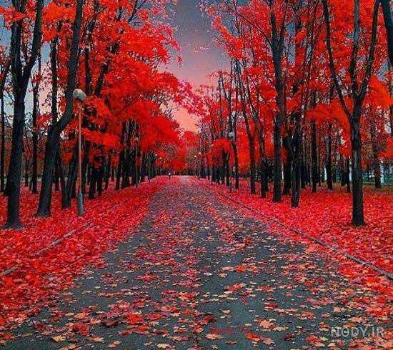 عکسهای زیبا برای پروفایل از طبیعت