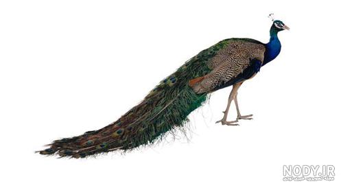 فروش جوجه طاووس در گیلان