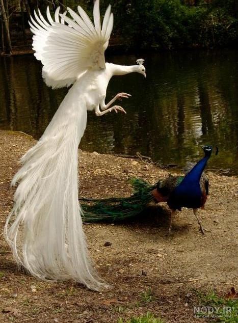 قیمت جوجه طاووس سفید