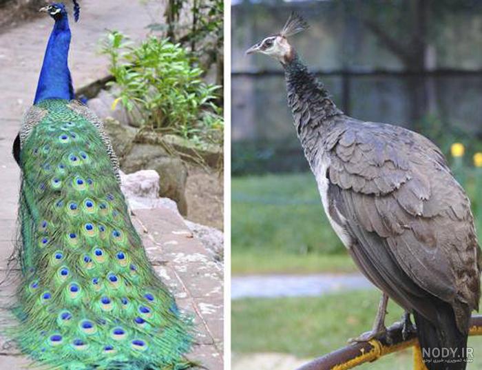 قیمت طاووس در ایران