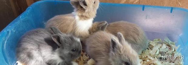 گونه های خرگوش گونه های خرگوش