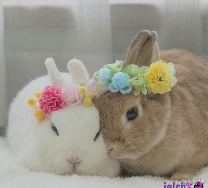 گونه های خرگوش