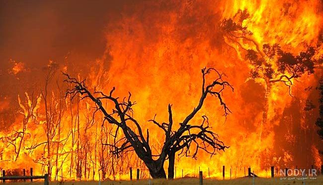 آتش سوزی جنگل ایران