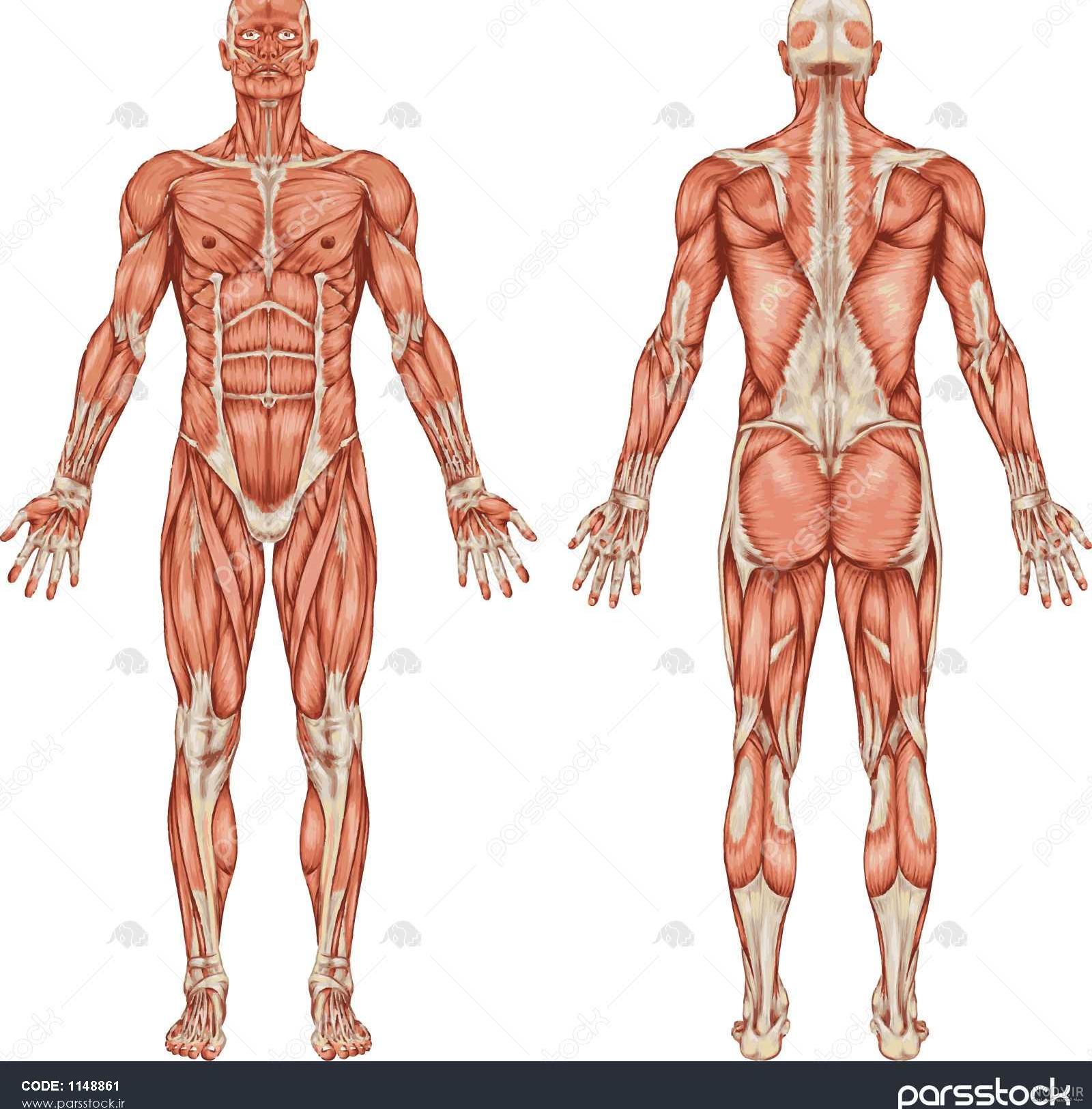آناتومی بدن فارسی