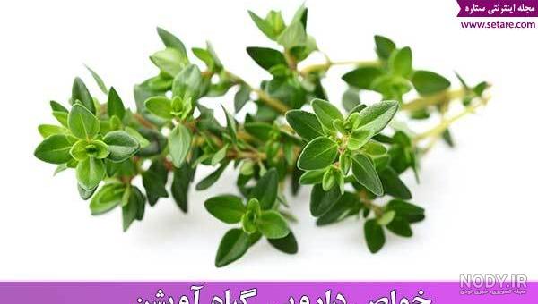 آویشن واقعی آویشن واقعی