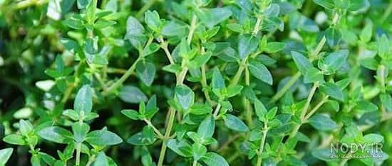 خواص آویشن برای سرماخوردگی خواص آویشن برای سرماخوردگی