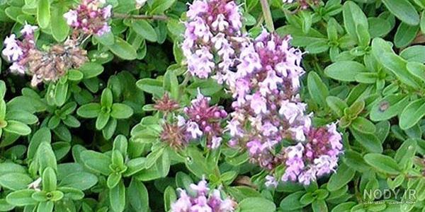 خواص آویشن پهن برای لاغری خواص آویشن پهن برای لاغری