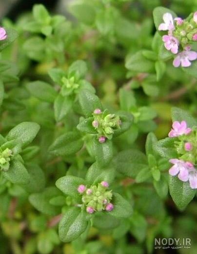 خواص اویشن برای قاعدگی خواص اویشن برای قاعدگی
