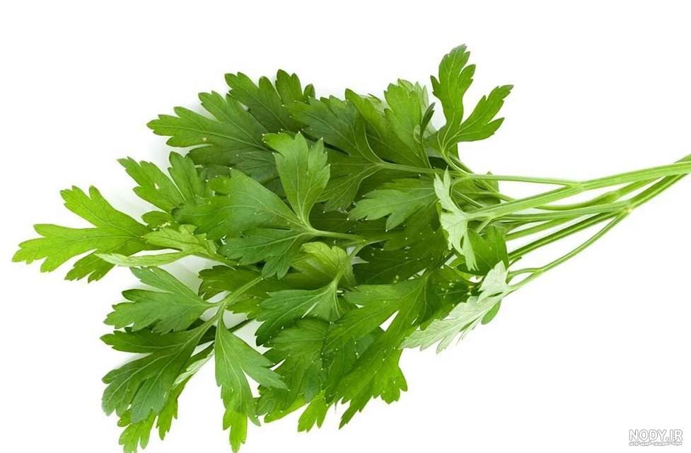 خواص جعفری برای عفونت