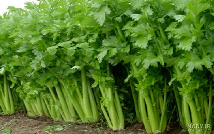 خواص جعفری برای لاغری