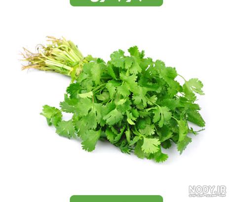 خواص جعفری برای کلیه