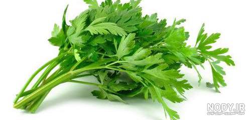خواص گشنیز