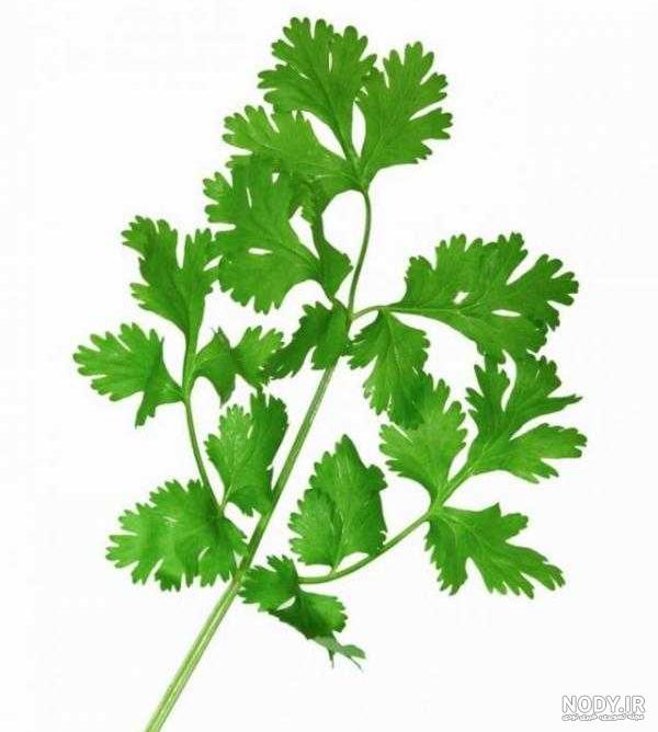 دمنوش جعفری برای کلیه