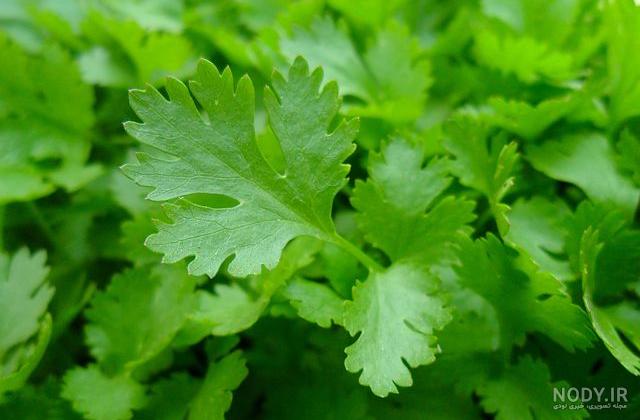 سم زدایی کلیه ها با جعفری