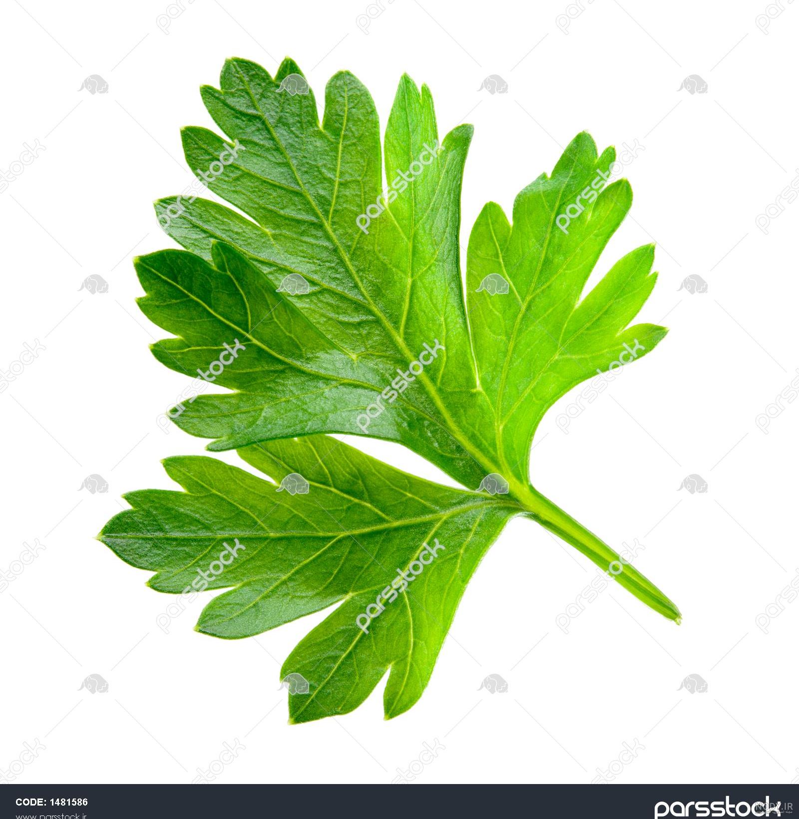 شکل جعفری