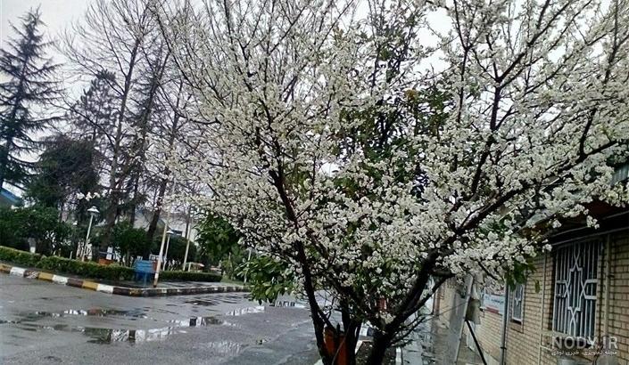 صبح بخیر بهاری شاد