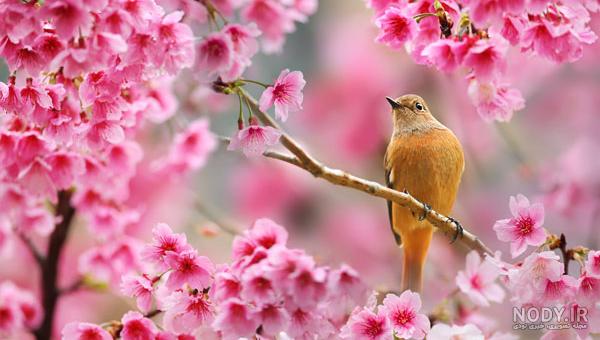 صبح بخیر بهاری عاشقانه