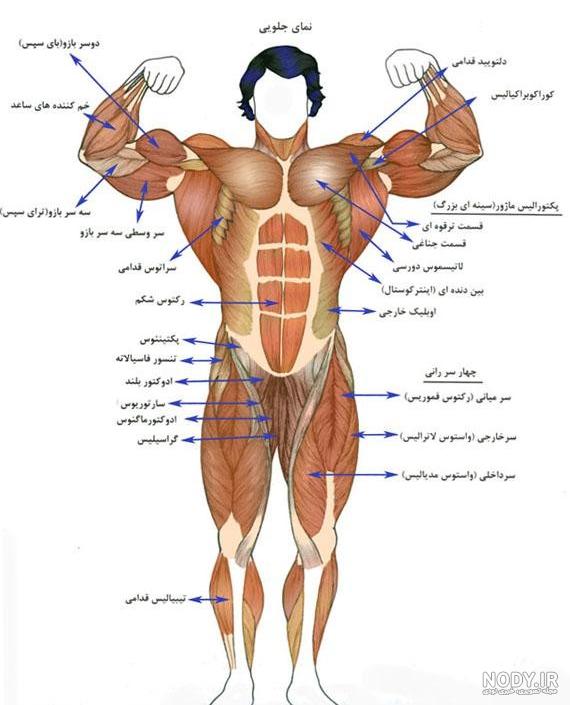 طراحی آناتومی بدن