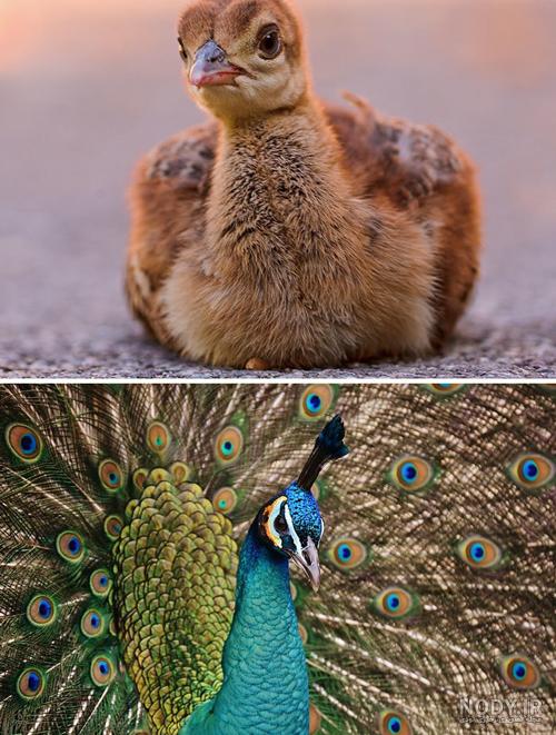 عکس از بچه طاووس