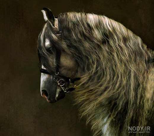 عکس اسب جدید سردار آزمون
