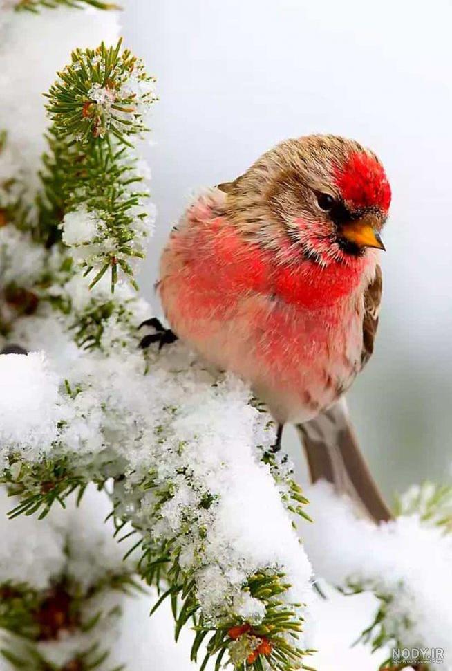 عکس برای پروفایل طبیعت زمستان