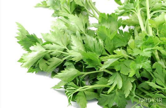 عکس جعفری و گشنیز