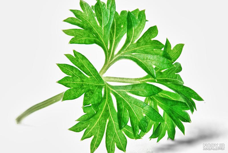 عکس جعفری کوهی