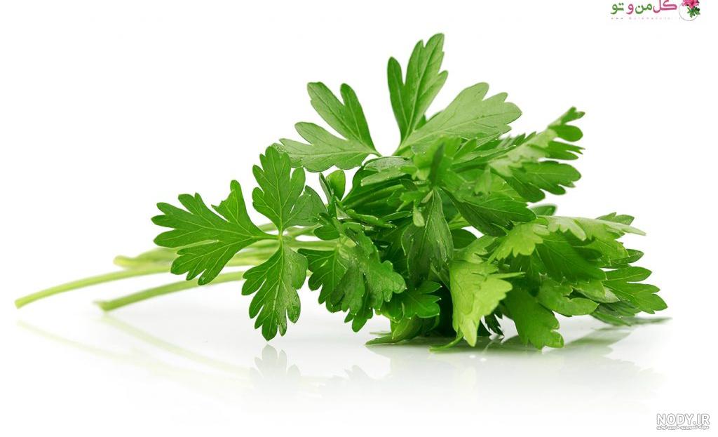 عکس سبزی گشنیز