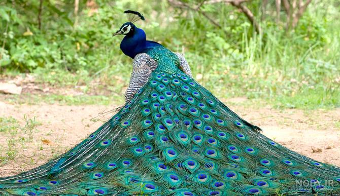 عکس طاووس سیاه