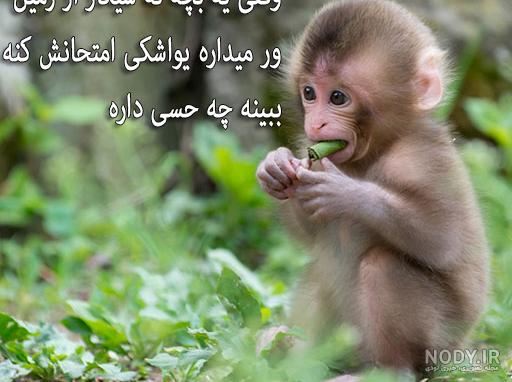 عکس میمون برای پروفایل
