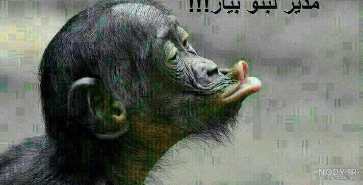 عکس میمون واقعی