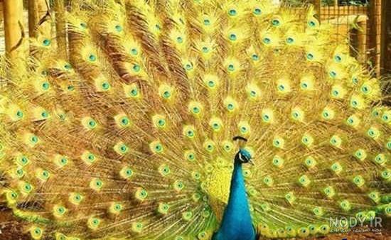 عکس نقاشی بچگانه طاووس