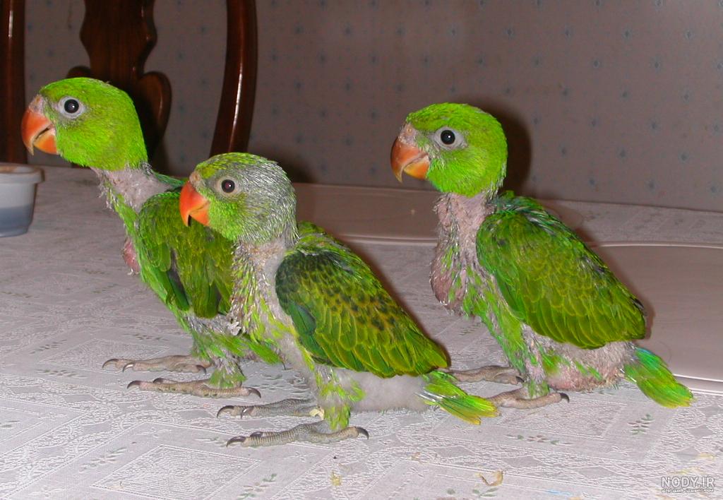عکس های جوجه طوطی ملنگو