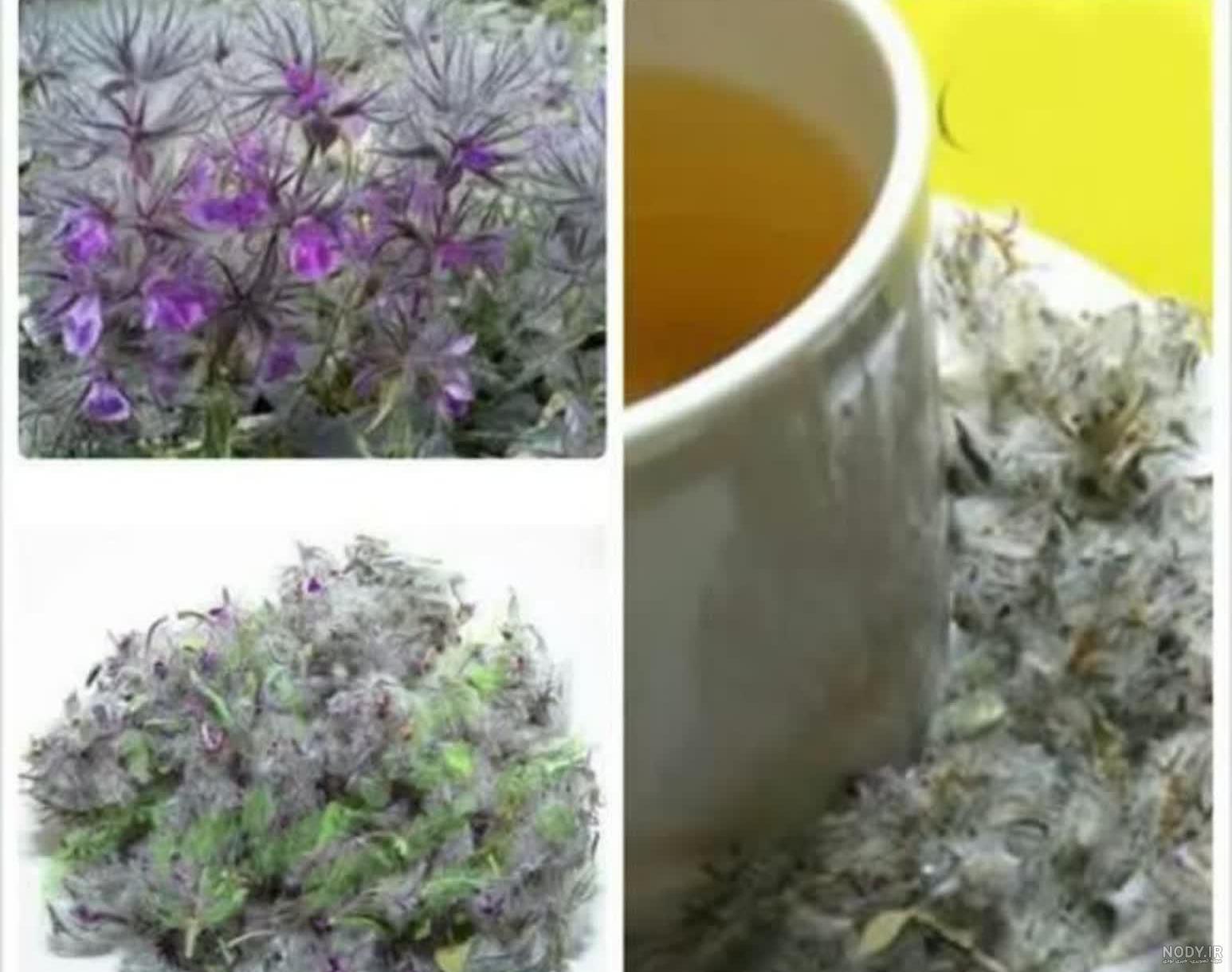 عکس گیاه دارویی چای کوهی
