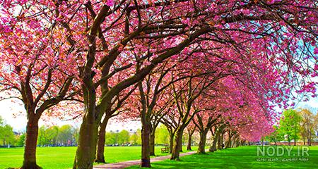 عکسهای طبیعت سه بعدی عکسهای طبیعت سه بعدی