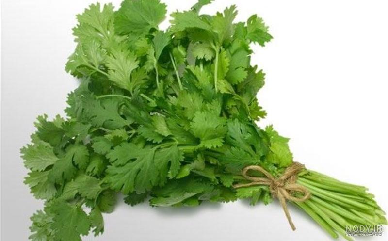 فرق جعفری و گشنیز نی نی سایت