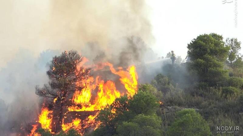 فواید و مضرات آتش سوزی در جنگل