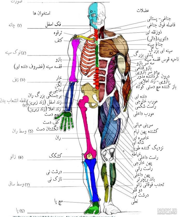 فیلم اعضای داخلی بدن انسان