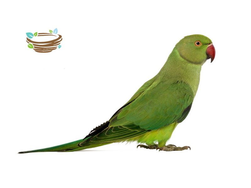 قیمت جوجه شاه طوطی 99
