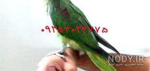 قیمت جوجه طوطی کاسکو