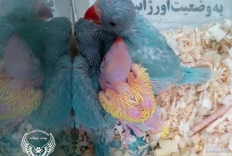 قیمت جوجه ملنگو 98