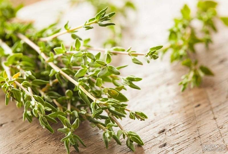 مضرات آویشن مضرات آویشن
