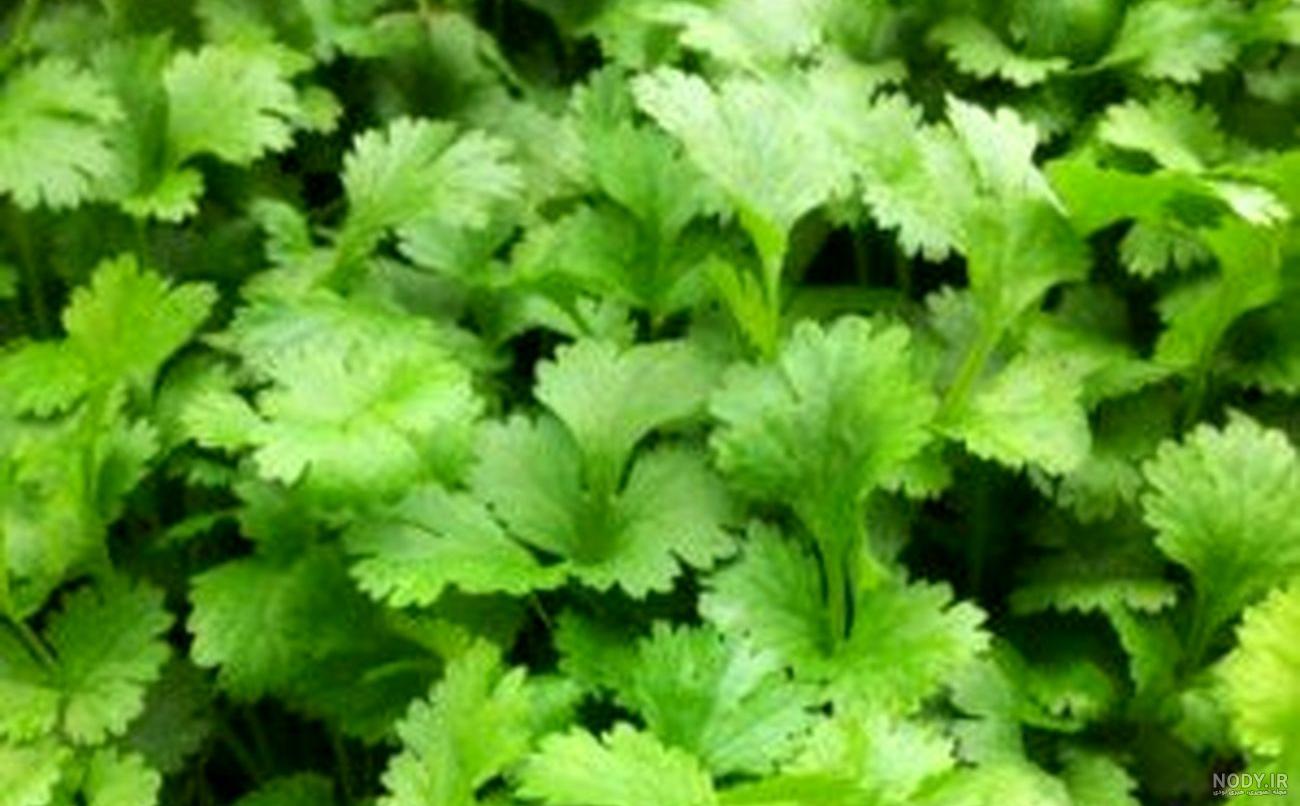 معجون جعفری برای کلیه